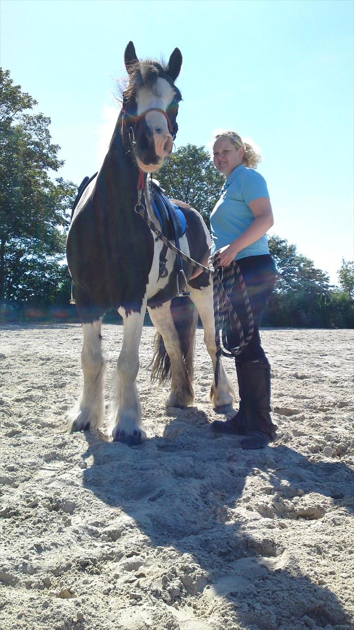 Irish Cob Ohara`s Spirit. billede 9