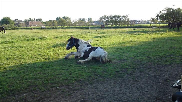 Irish Cob Ohara`s Spirit. - det er godt at rulle sig efter dagens arbejde. billede 10