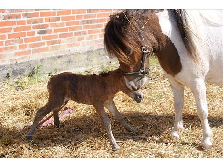 {{currentPhoto.altText}} billede {{currentPhoto.number}}