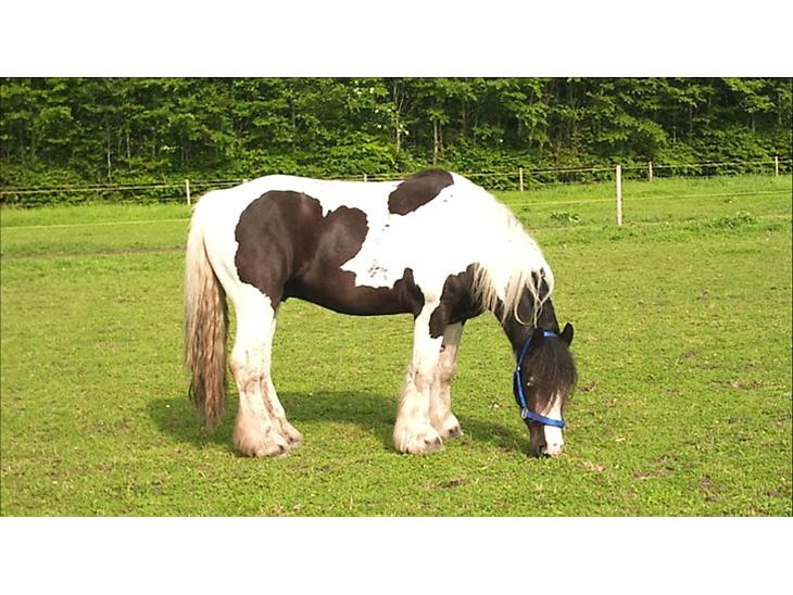 {{currentPhoto.altText}} billede {{currentPhoto.number}}