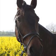 Anden særlig race Leopold RIP :(