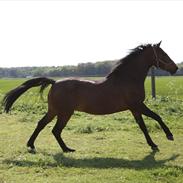 Anden særlig race Leopold RIP :(