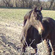 Dansk Varmblod Dam´s Citta
