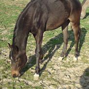 Dansk Varmblod Dam´s Citta