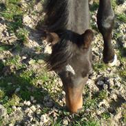 Dansk Varmblod Dam´s Citta