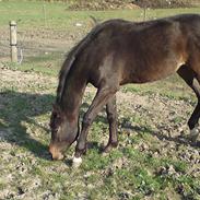 Dansk Varmblod Dam´s Citta