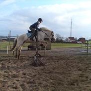 Fjordhest Møllebjergs Bambine