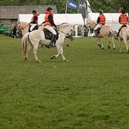 Fjordhest Møllebjergs Bambine