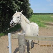 Welsh Pony af Cob-type (sec C) Magic Magou 