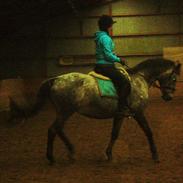 Anden særlig race Cecilie