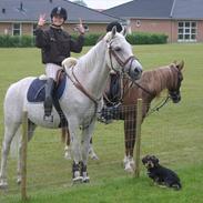 Anden særlig race Tihany