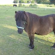 Shetlænder Rosborg´s Dolly