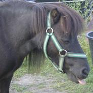Shetlænder Rosborg´s Dolly