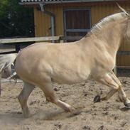 Fjordhest Ll. Lundegaards Hansi RIP