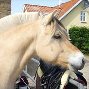 Fjordhest Ll. Lundegaards Hansi RIP