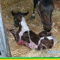 Anden særlig race Fattiggårdens WonderBoy