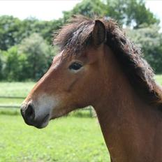 Islænder Náttfari fra Ll. Hafmey