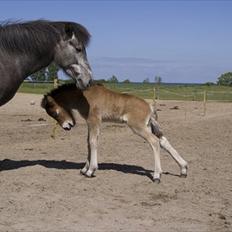 Islænder Náttfari fra Ll. Hafmey