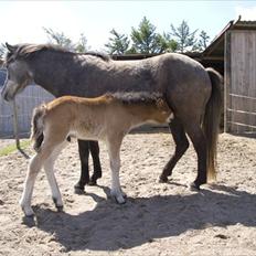Islænder Náttfari fra Ll. Hafmey