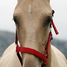 Pura Raza Española Farruco PM