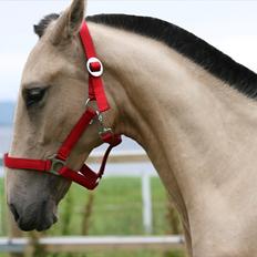 Pura Raza Española Farruco PM