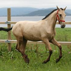 Pura Raza Española Farruco PM