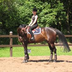 Dansk Varmblod Kito V