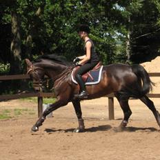 Dansk Varmblod Kito V