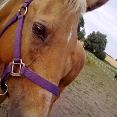 Cruzado Carbosa R.I.P miin elskede hest