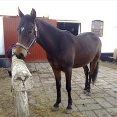 Anden særlig race Lucy