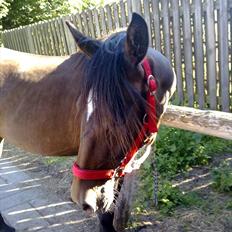 Anden særlig race Lucy