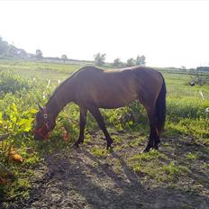 Anden særlig race Lucy