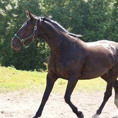 Anden særlig race Celia