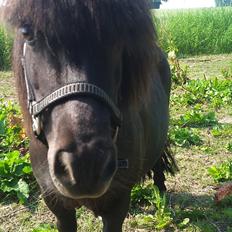 Shetlænder Klinkenbjerg Tanja