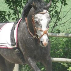 Welsh Cob (sec D) Filur