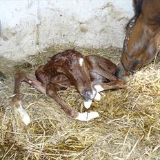 DSP Luna af Hvorvarp