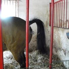 DSP Luna af Hvorvarp