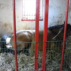 DSP Luna af Hvorvarp