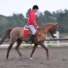 Anden særlig race Solo Girl 