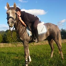 Arabisk fuldblod (OX) Cassie OX