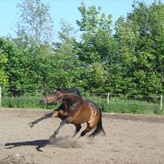 Hollandsk Varmblod Zheridan