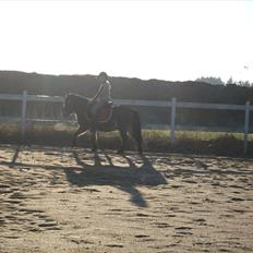 Gotlandsruss Balou *Helpart*