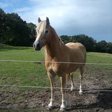 Tyroler Haflinger | Arkibal 