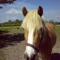 Tyroler Haflinger | Arkibal 
