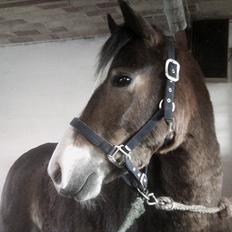 Anden særlig race Kasper (rider)