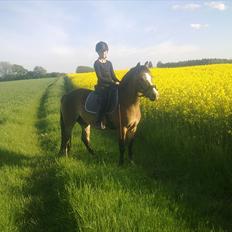 Anden særlig race Kasper (rider)