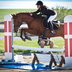 Hollandsk Sportspony Amazing Amigo 