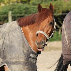 Hollandsk Sportspony Amazing Amigo 