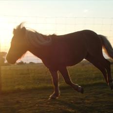 Miniature Minimøjsen Minor <33