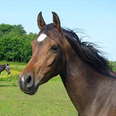 Arabisk fuldblod (OX) KA Wamarg OX - SOLGT